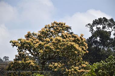 Periyar N.P., Thekkadi_DSC7400_H600